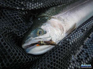 Trout Portrait