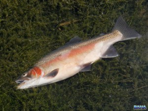 A nice rainbow trout from Lake Ringstead